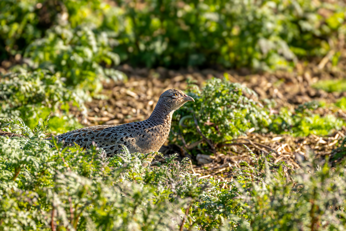 2026-04-FCa-065-Jagdfasan-weiblich Jagdfasan - weiblich
