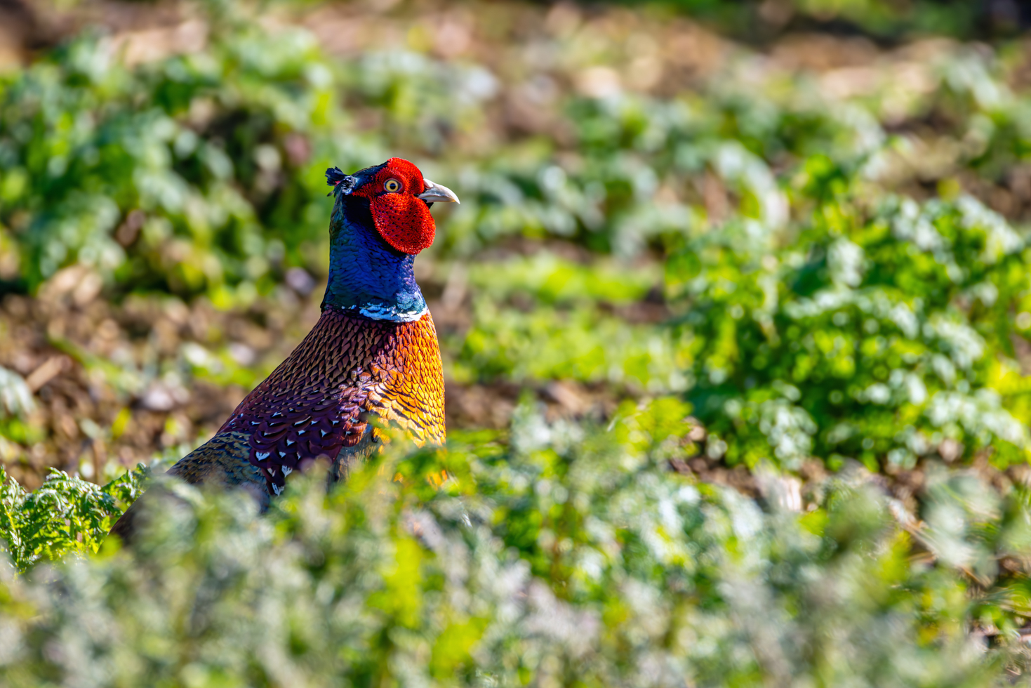 2026-04-FCa-066-Jagdfasan-maennlich Jagdfasan - männlich
