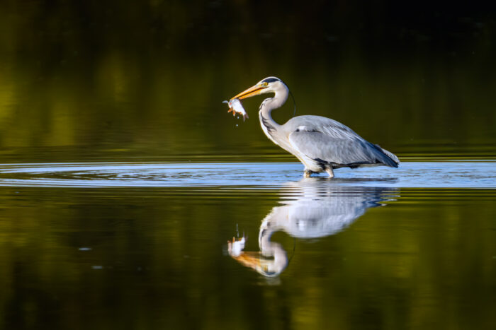 Ein Graureiher hat Beute gemacht