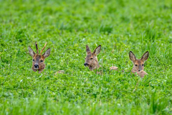 Die 3 von der Tankstelle (Rehbock mit 2 Ricken)
