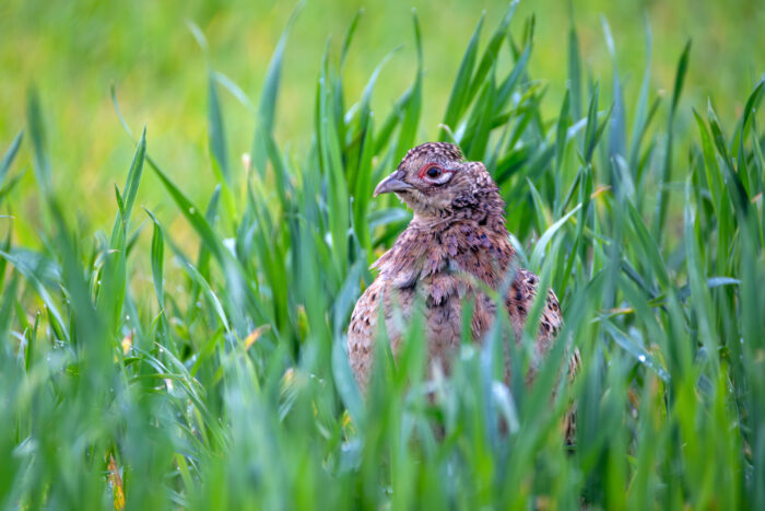 Jagdfasan - weiblich