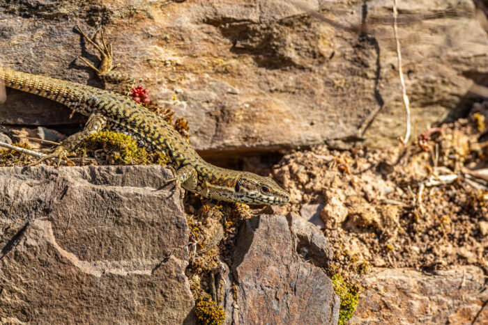 Mauereidechse in den Weinbergen der Mosel