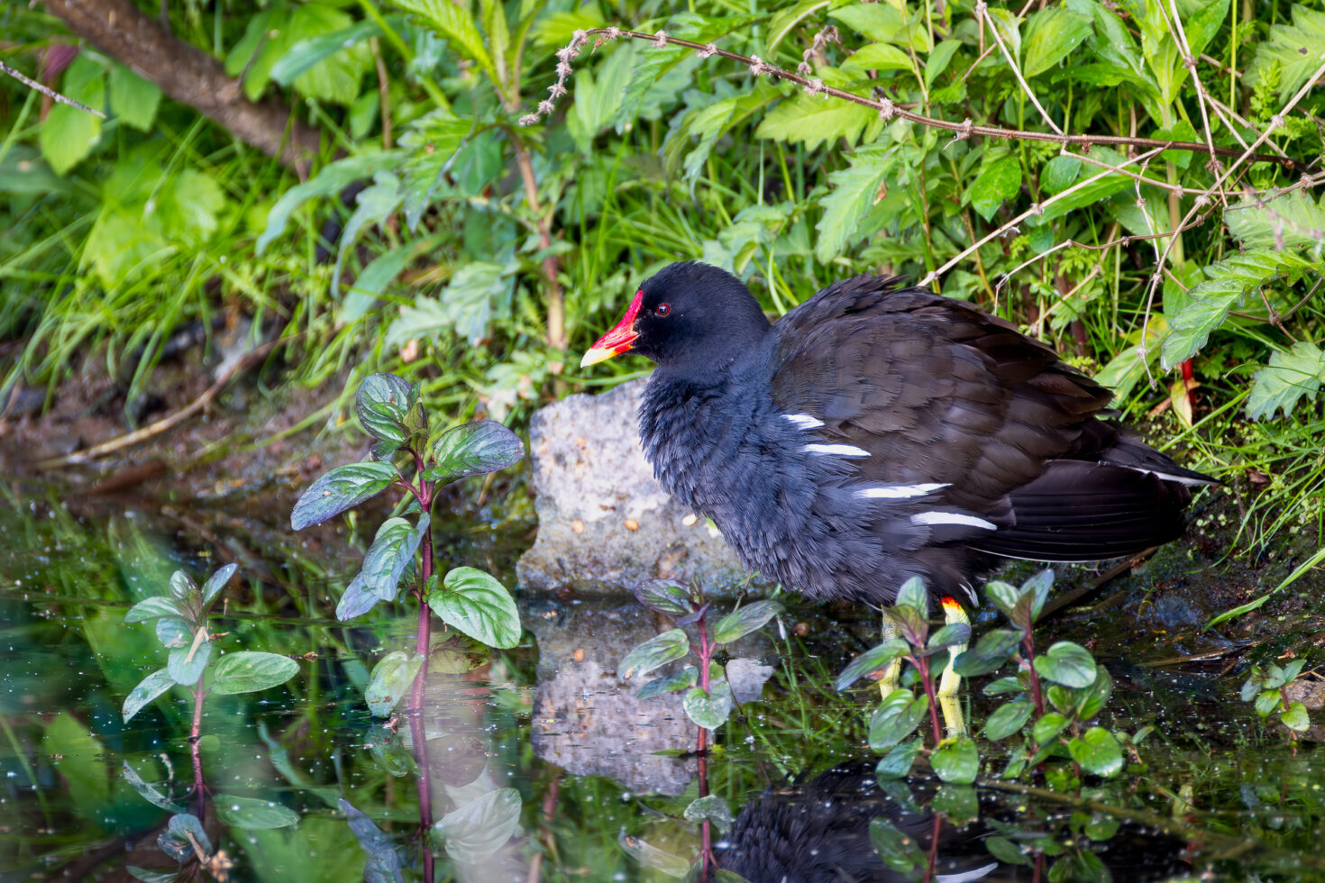 Teichhuhn