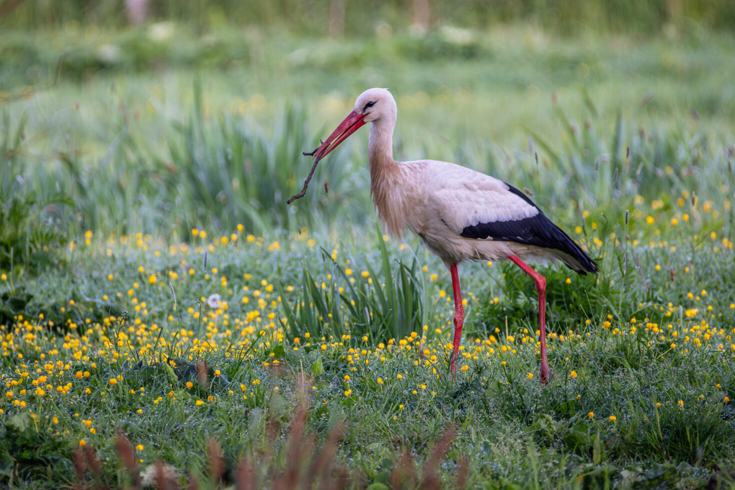 Wei&szlig;storch