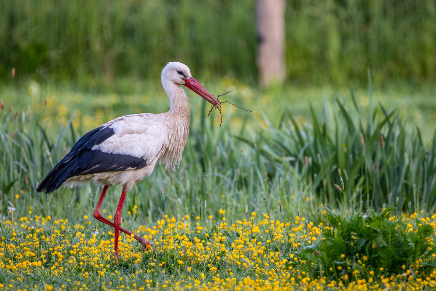 Wei&szlig;storch