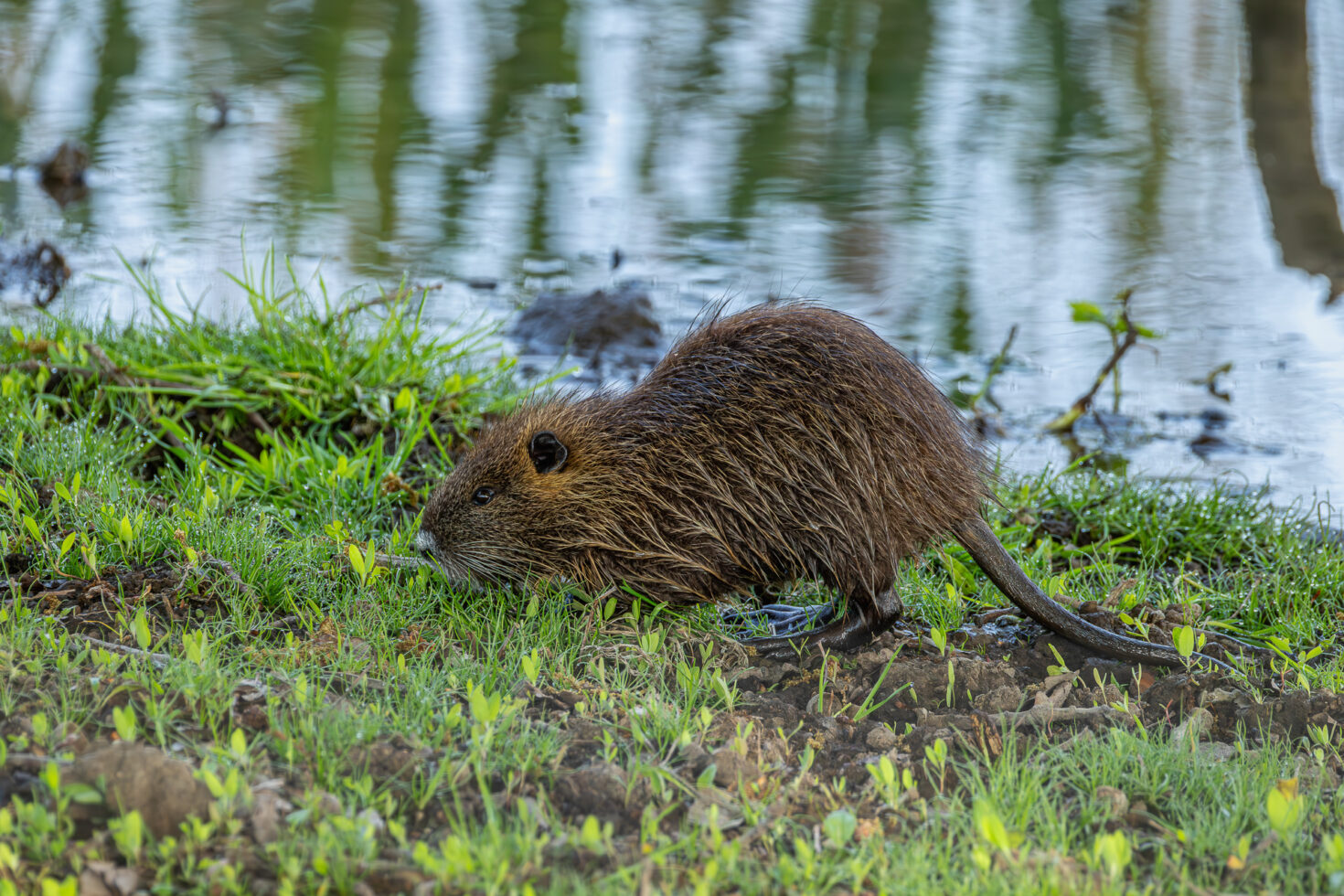 Junge Nutria