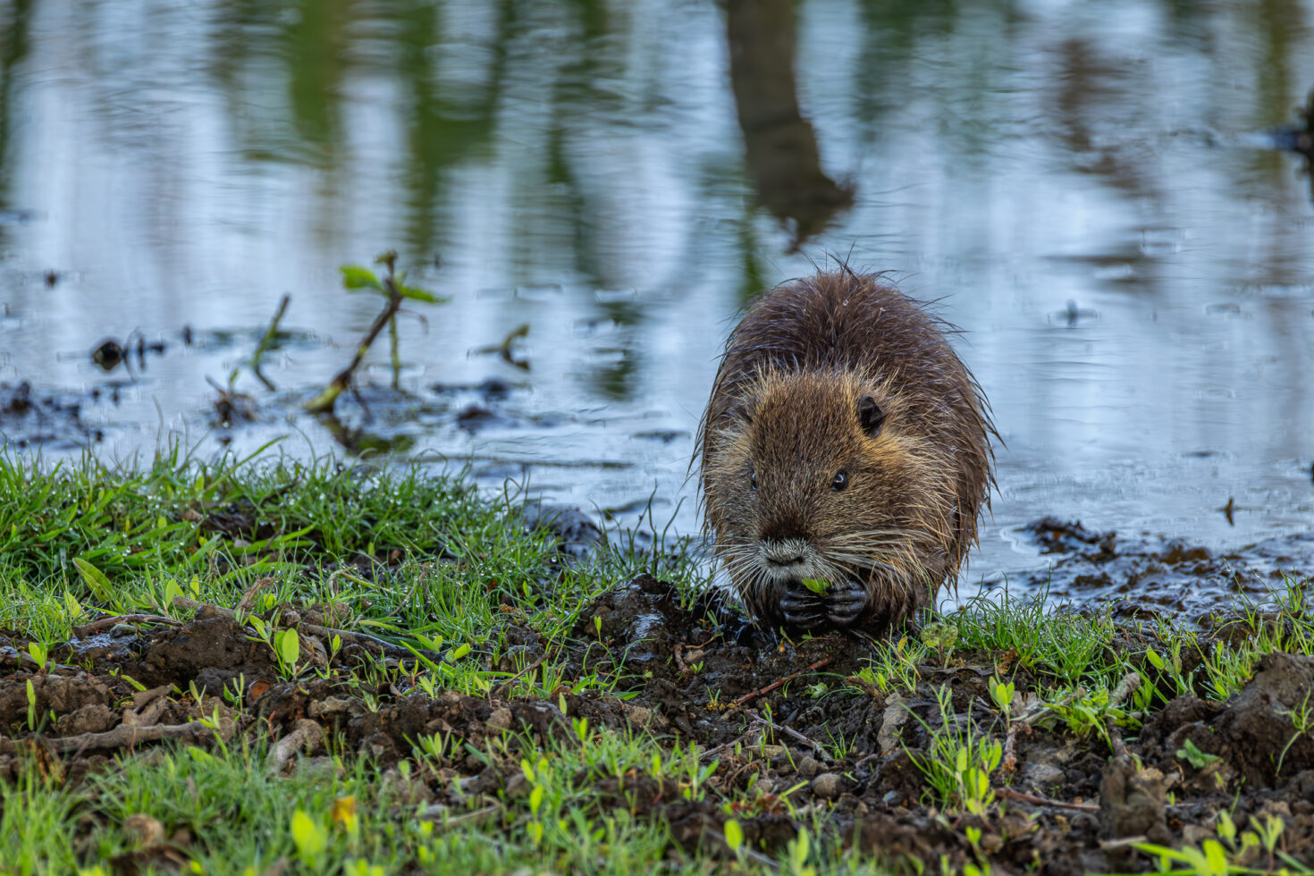 Junge Nutria