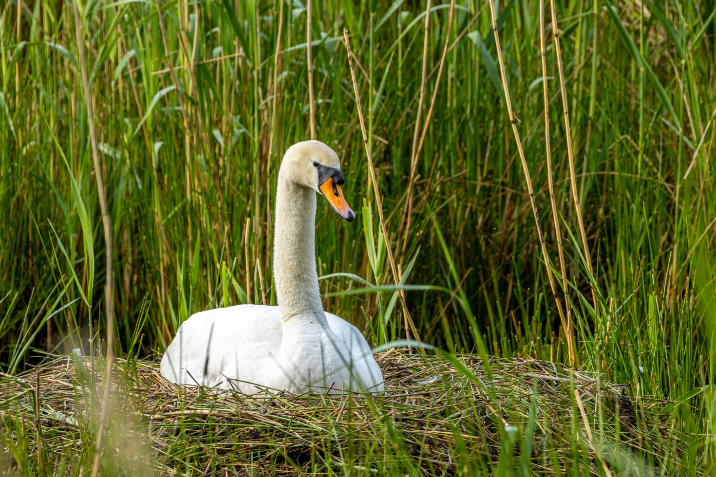 H&ouml;ckerschwan