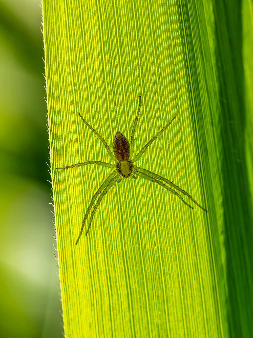 Flachstrecker-Spinne - nicht näher bestimmt