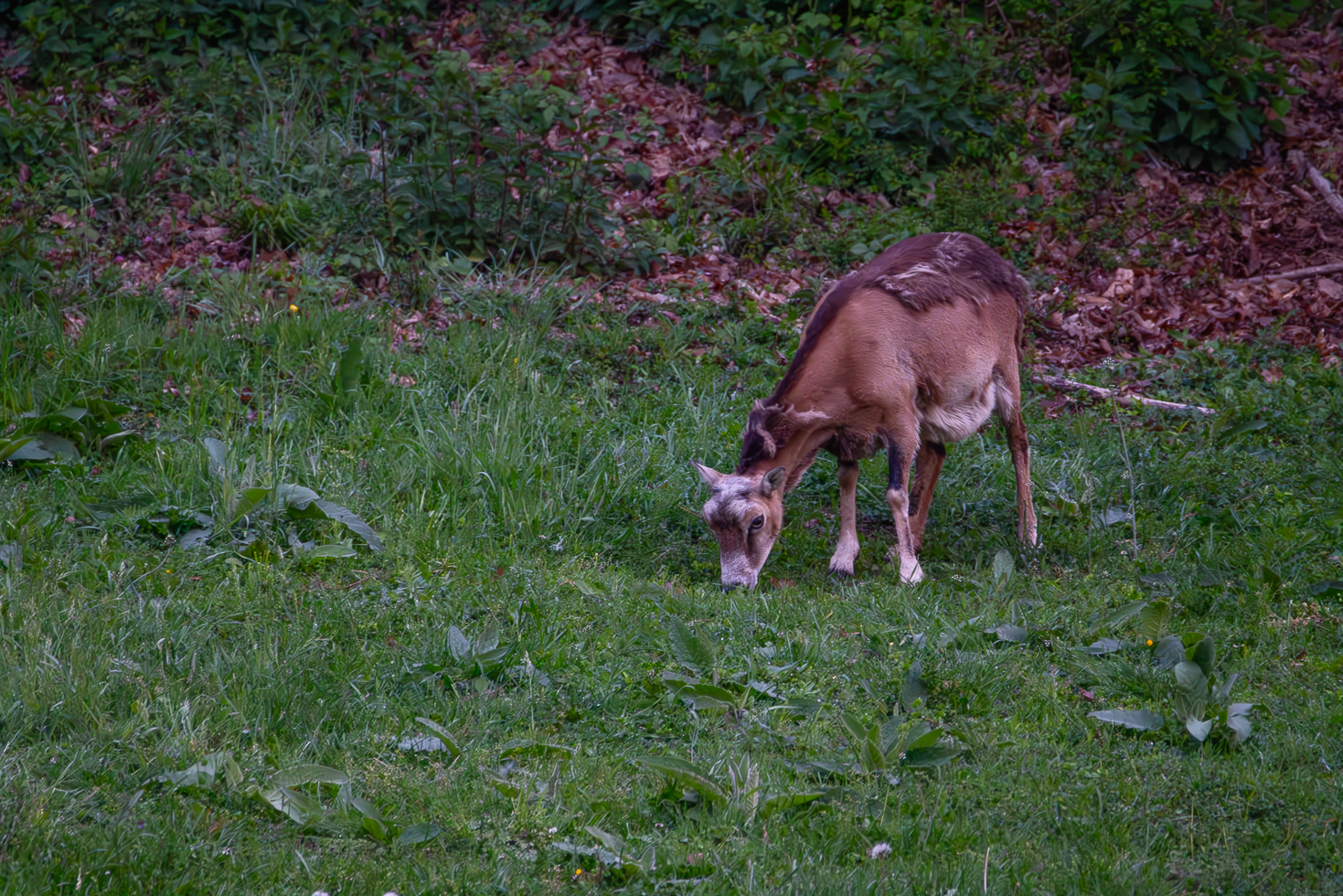 2026-05-FCa-065-Muffelwild-weiblich Muffelwild - weiblich