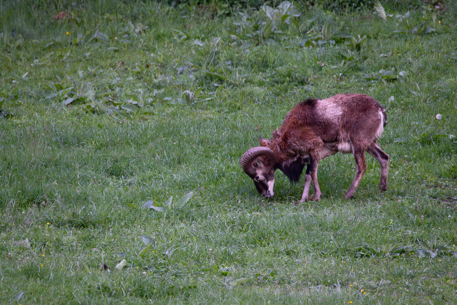 2026-05-FCa-067-Muffelwild-maennlich Muffelwild - männlich
