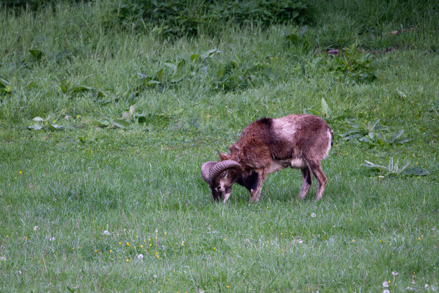 2026-05-FCa-068-Muffelwild-maennlich Muffelwild - männlich