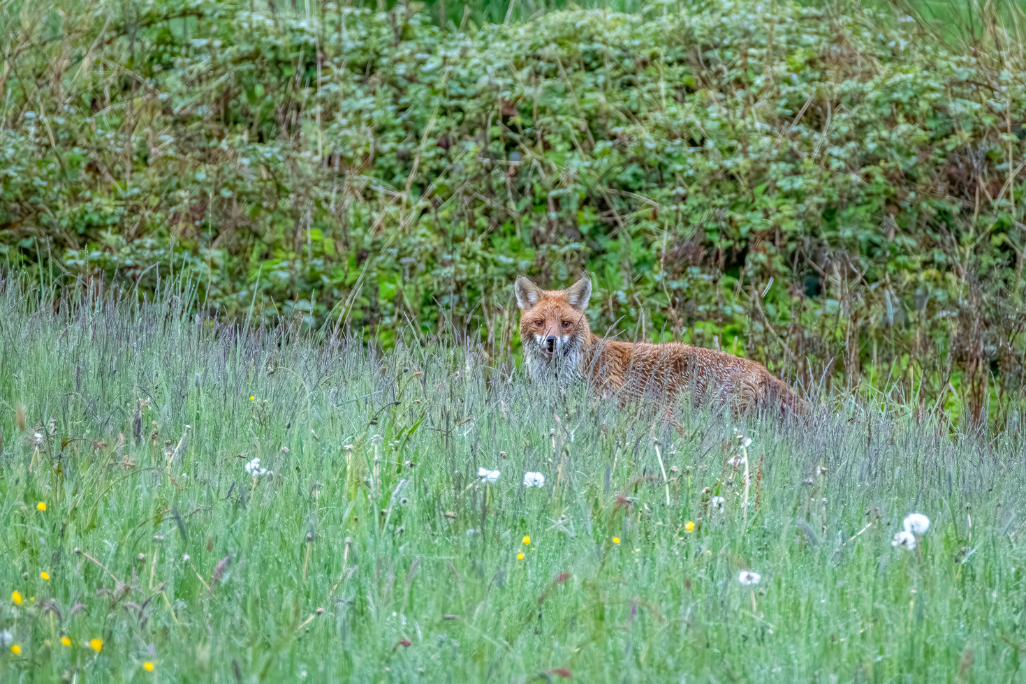 2026-05-FCa-069-Rotfuchs Rotfuchs