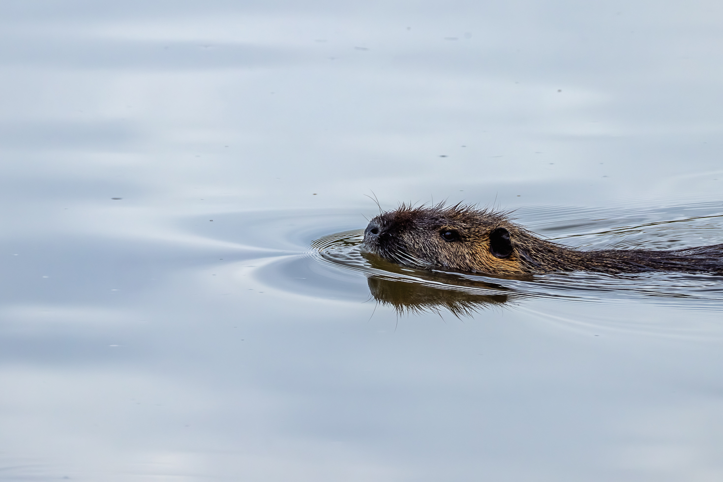 2026-05-FCa-076-Nutria Nutria