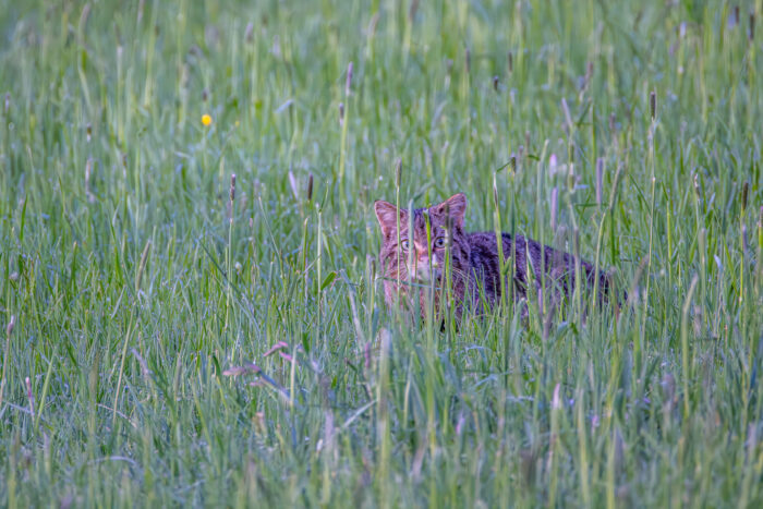 Europäische Wildkatze