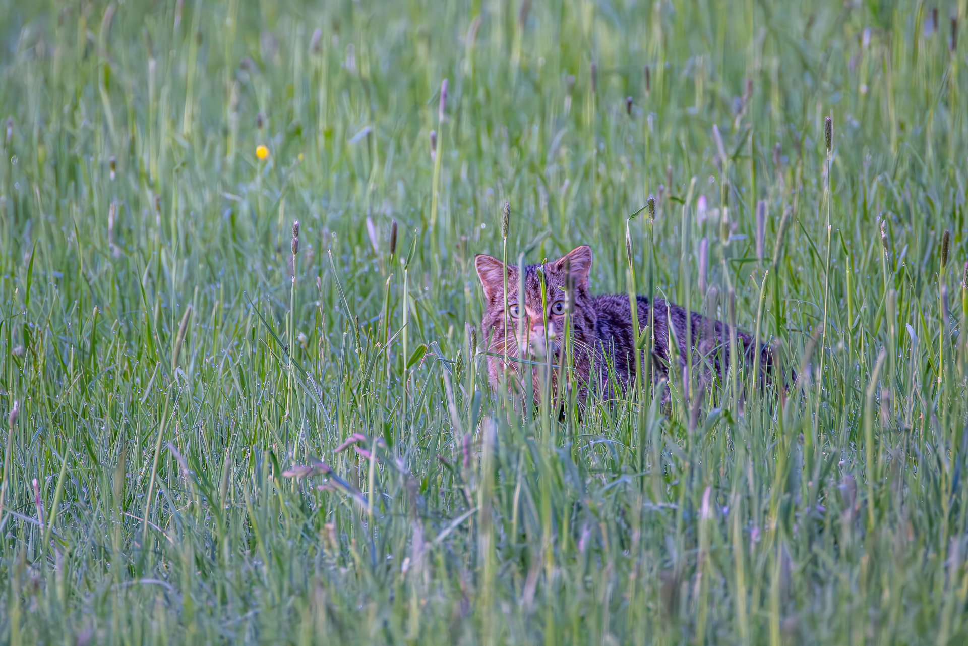 Europäische Wildkatze