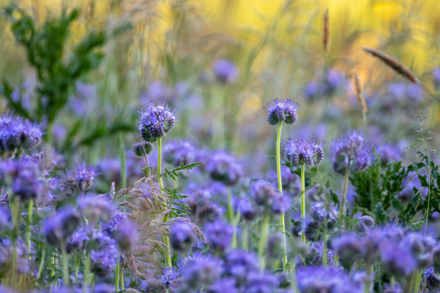 2026-05-FCa-084-Phacelia-Bienenfreund Phacelia (Bienenfreund)