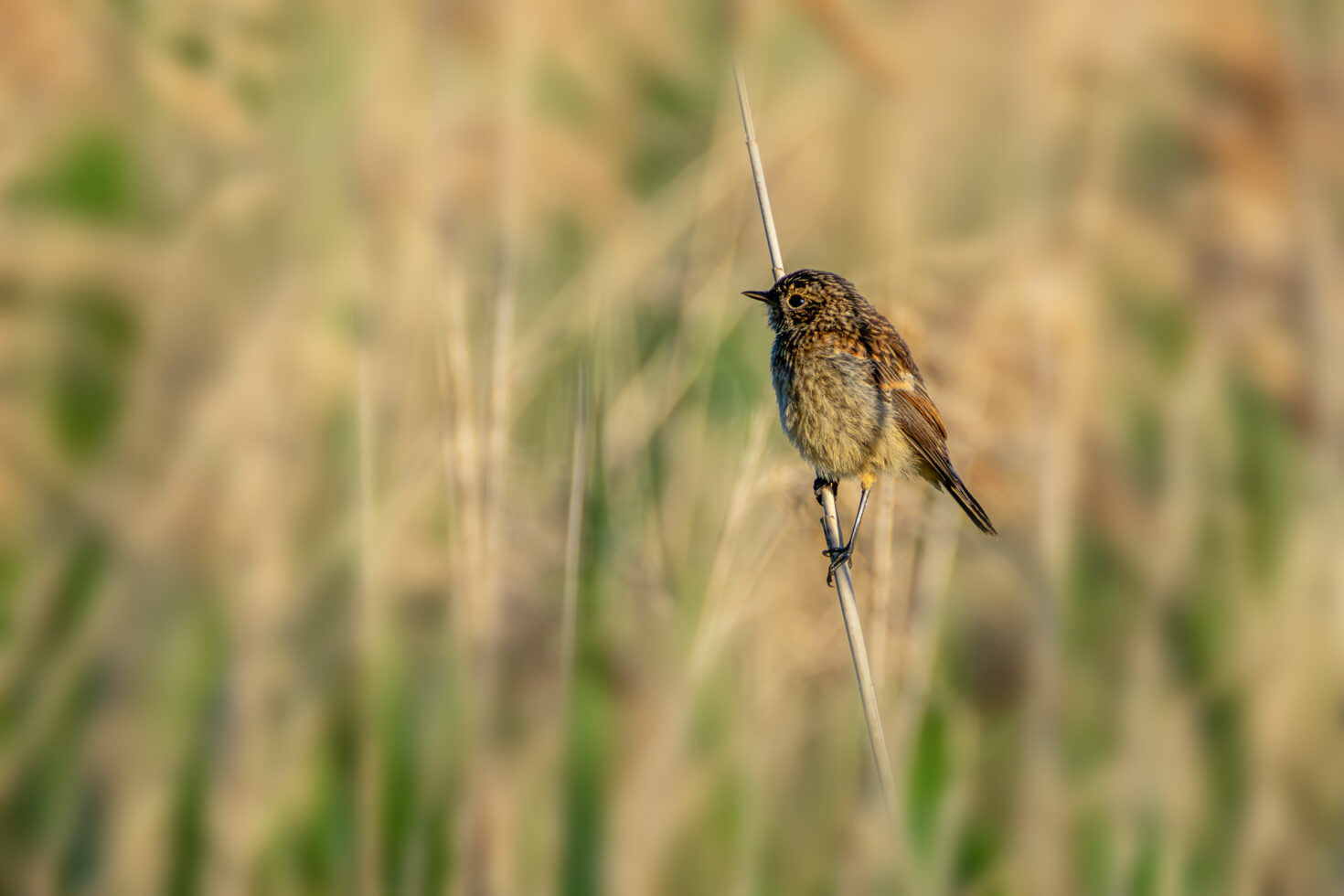 2026-05-FCa-087-Schwarzkehlchen-Jungvogel Schwarzkehlchen (Jungvogel)