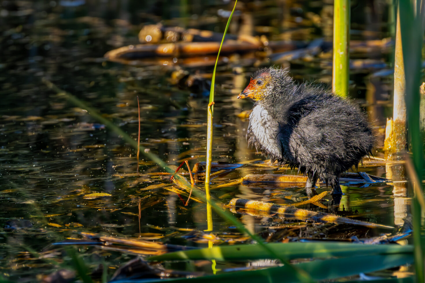 2026-05-FCa-101-Blaesshuhn-Jungvogel Blässhuhn - Jungvogel
