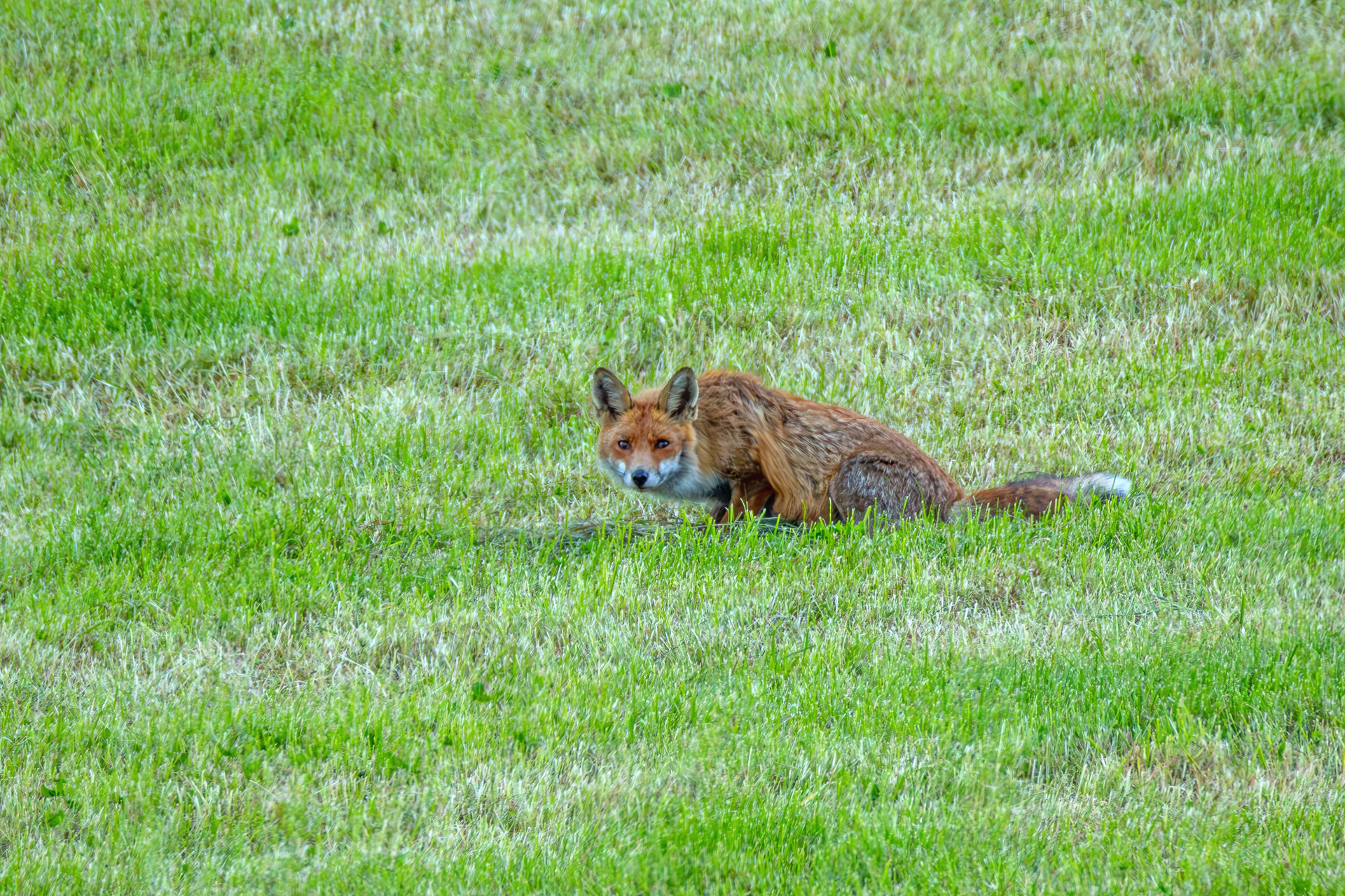 2026-05-FCa-106-Rotfuchs Rotfuchs