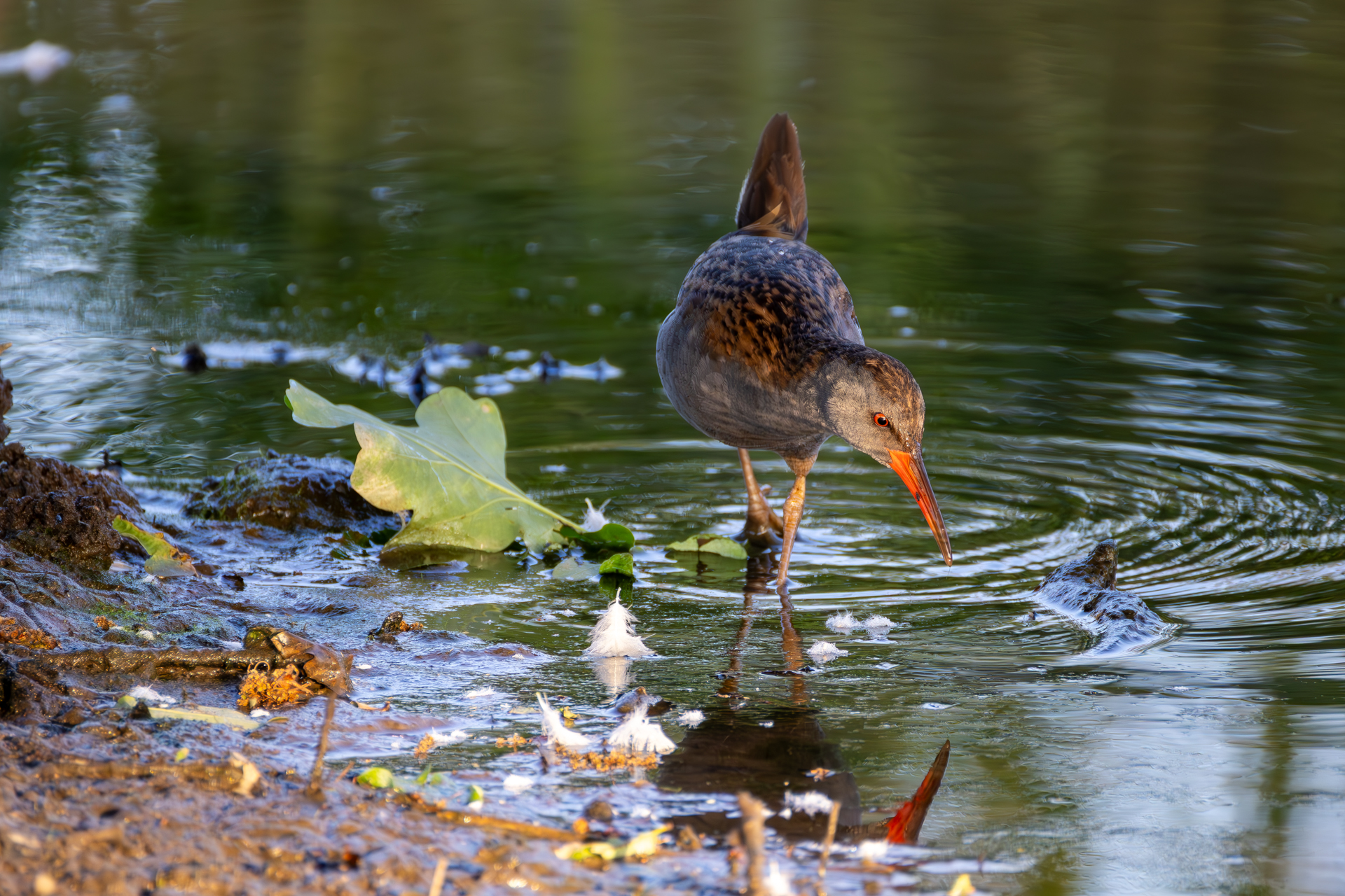 2026-05-FCa-112-Wasserralle Wasserralle