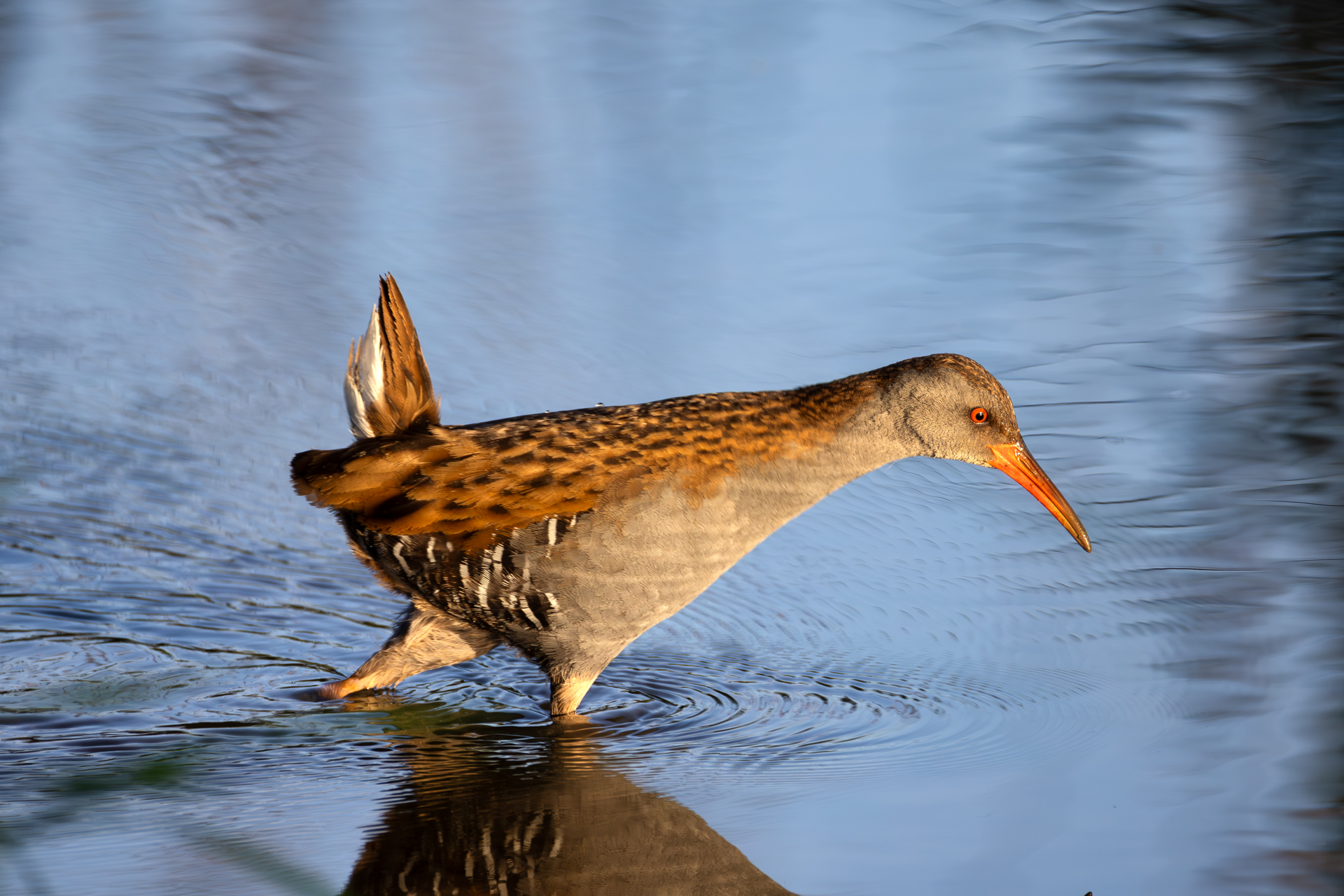 2026-05-FCa-113-Wasserralle Wasserralle