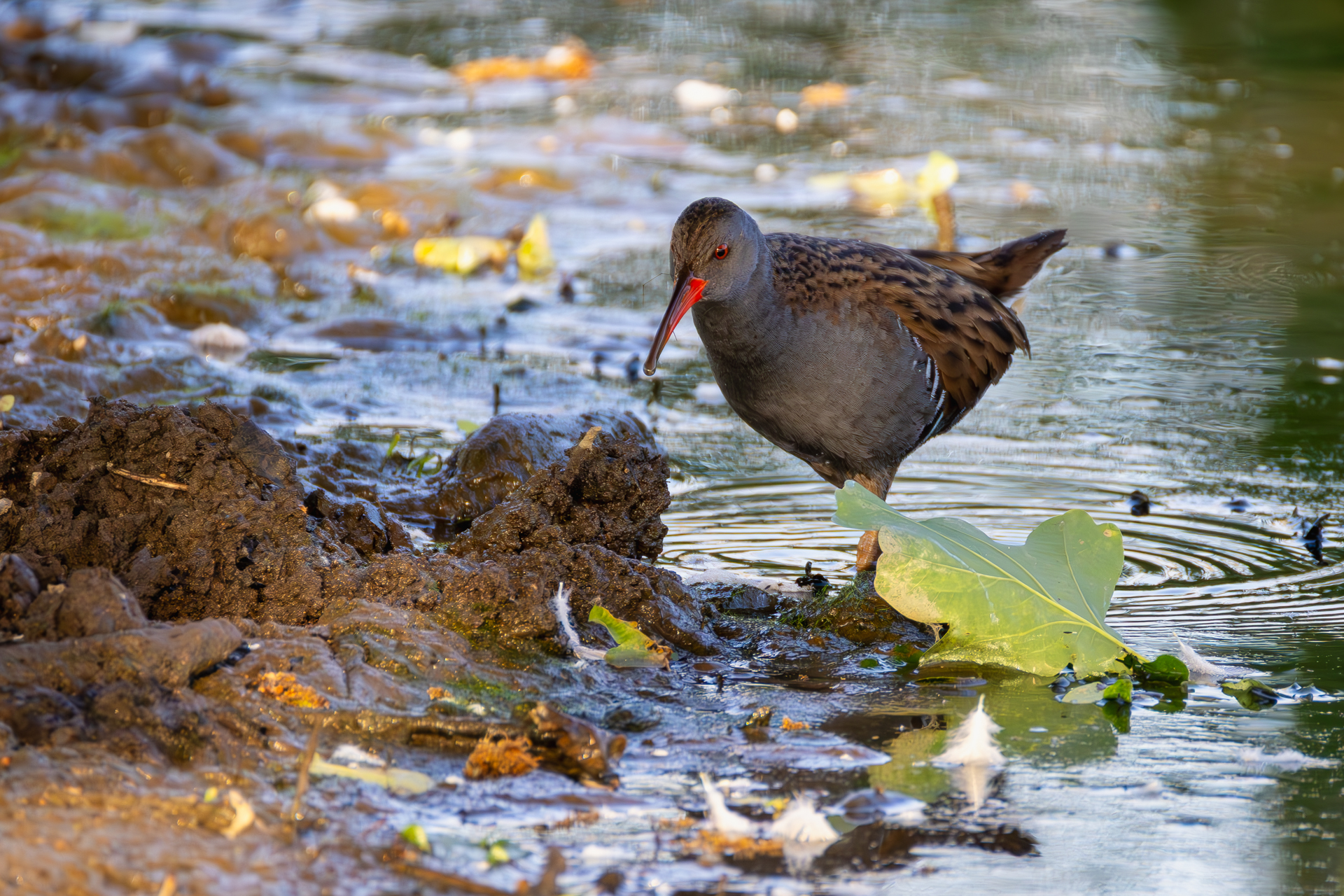 2026-05-FCa-115-Wasserralle Wasserralle