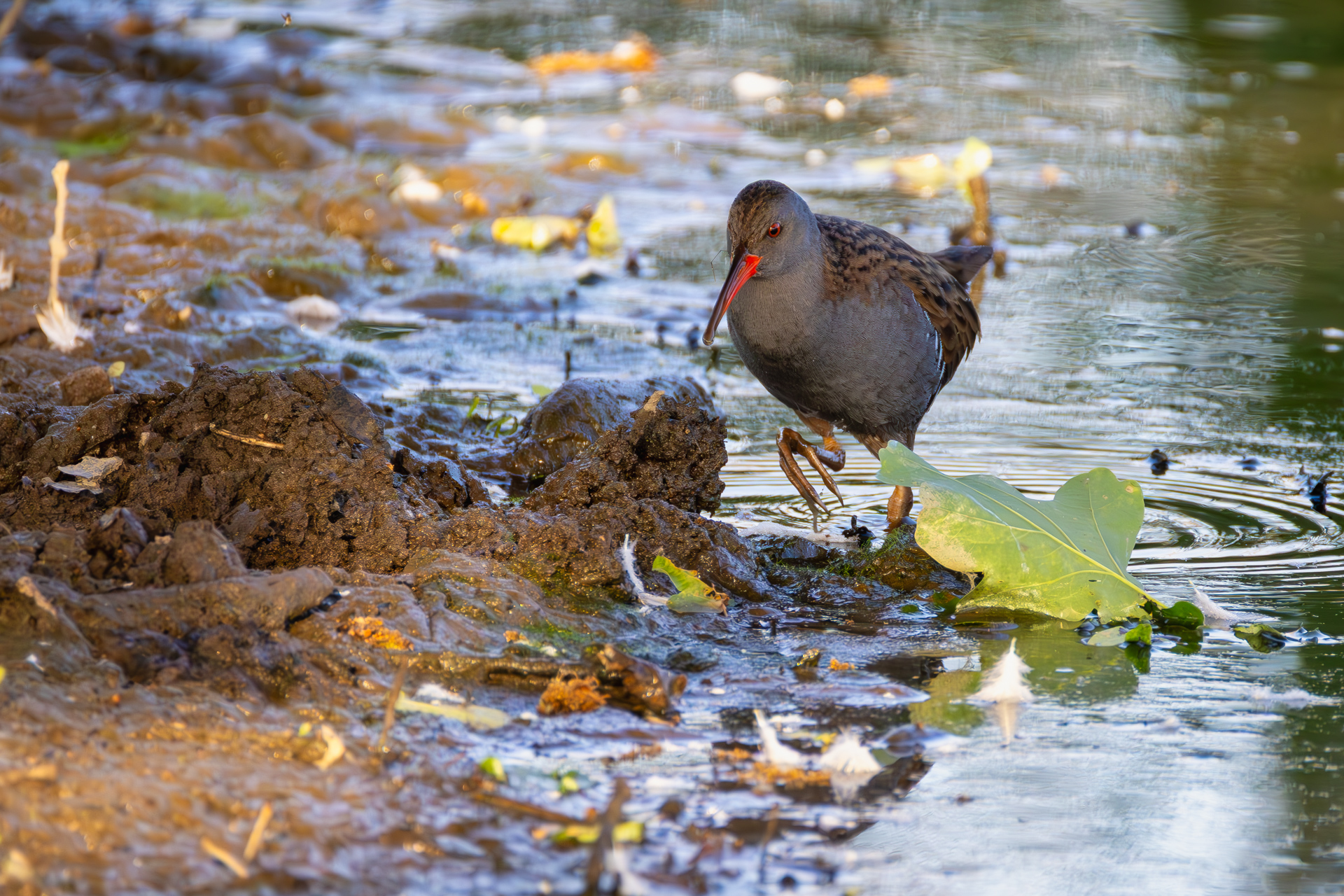 2026-05-FCa-116-Wasserralle Wasserralle