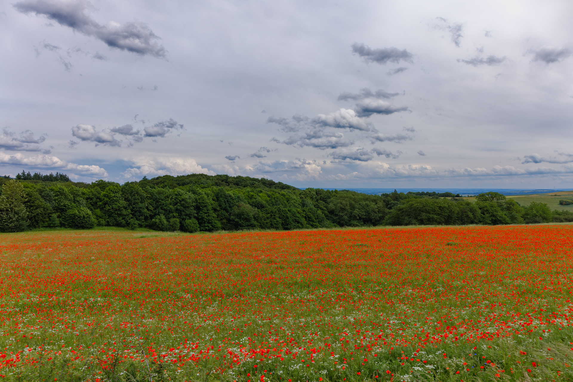 2026-05-FCa-127-Mohnfeld Sommerzeit - Mohnzeit