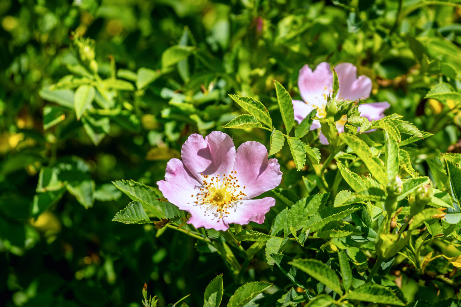 Heckenrose