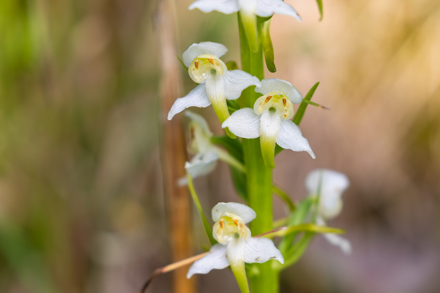 Gr&uuml;nliche Waldhyazinthe