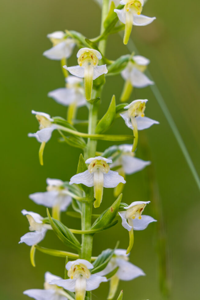 Gr&uuml;nliche Waldhyazinthe