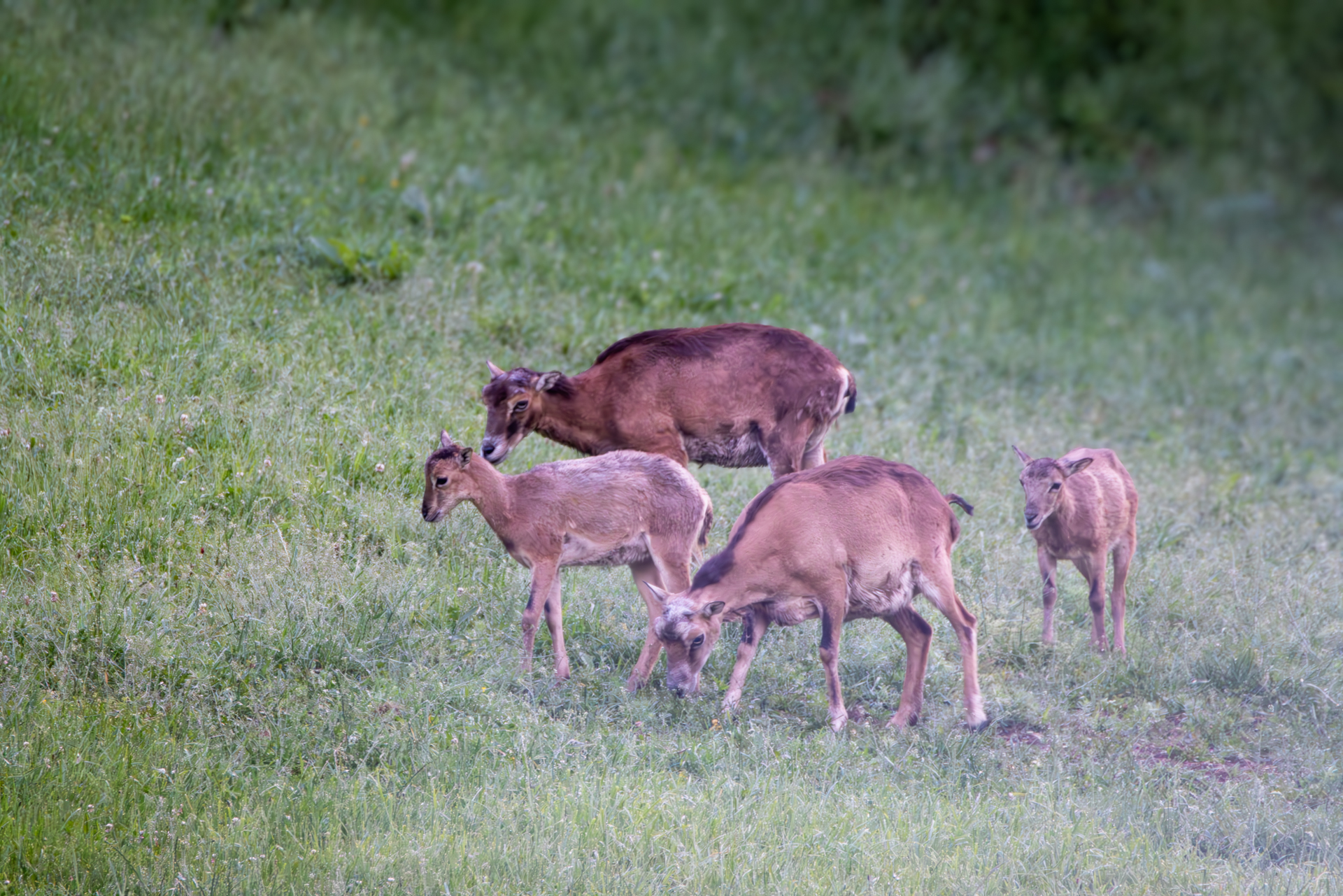 2026-06-FCa-014-Muffelwild Muffelwild