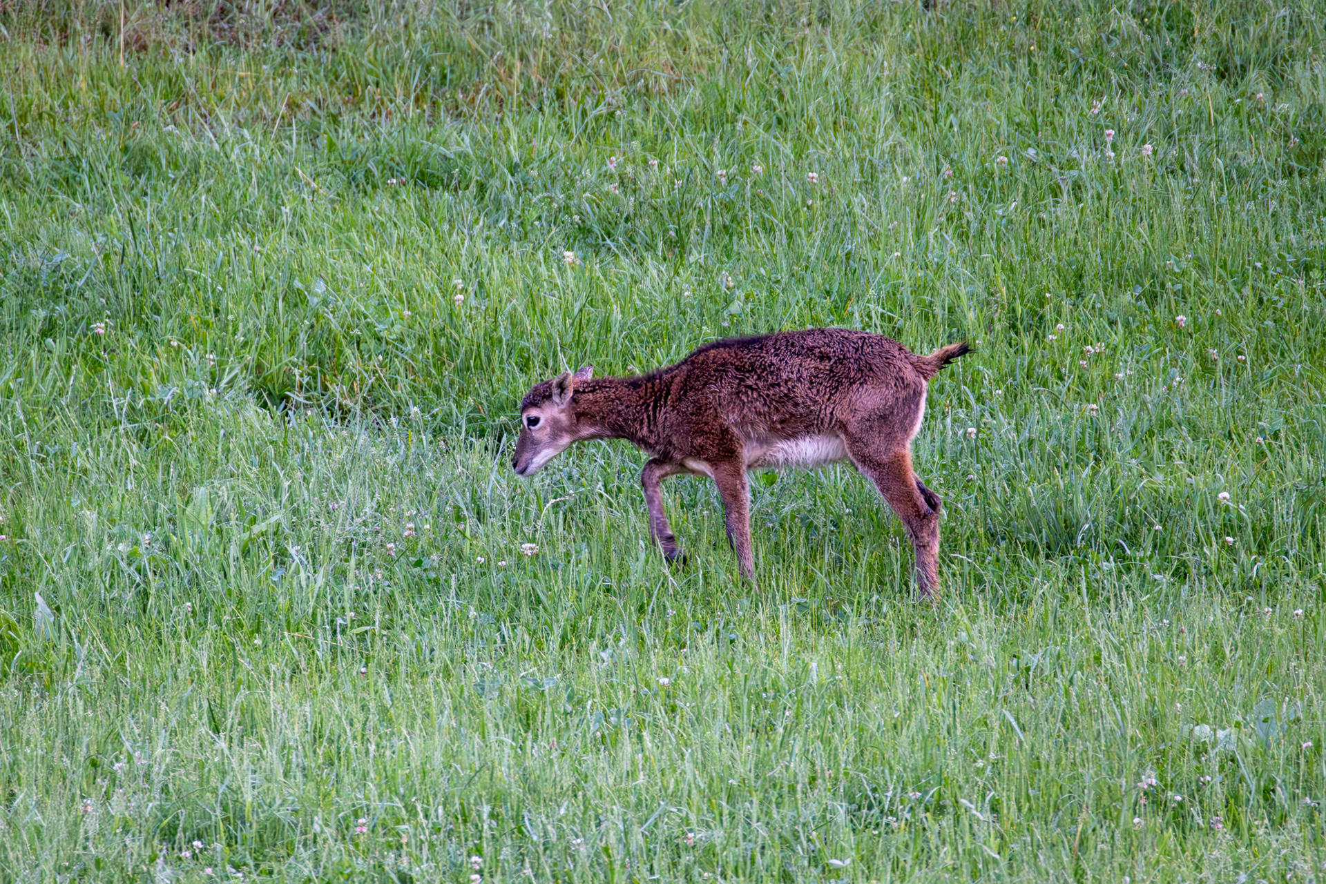 2026-06-FCa-015-Muffelwild Muffelwild