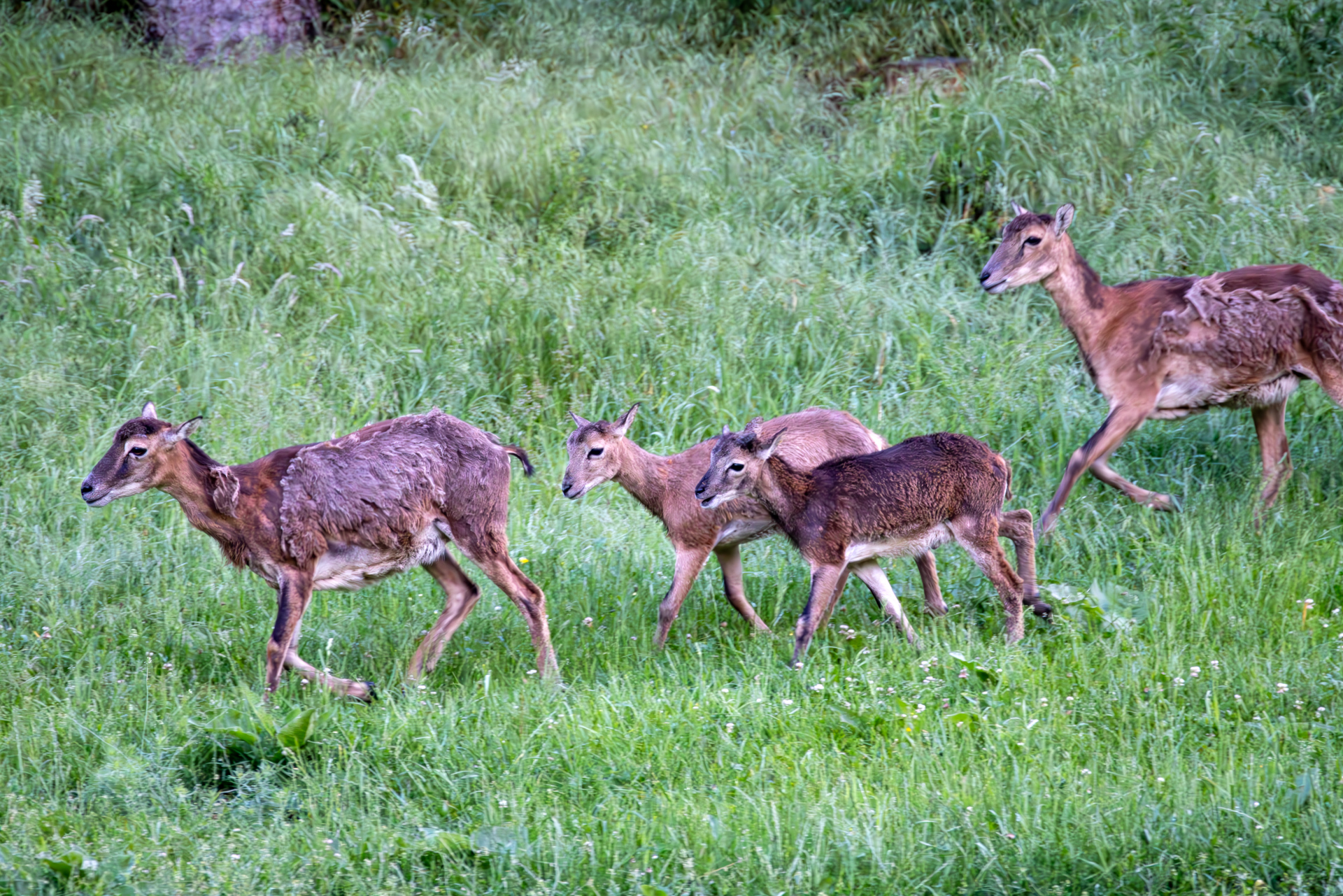 2026-06-FCa-016-Muffelwild Muffelwild