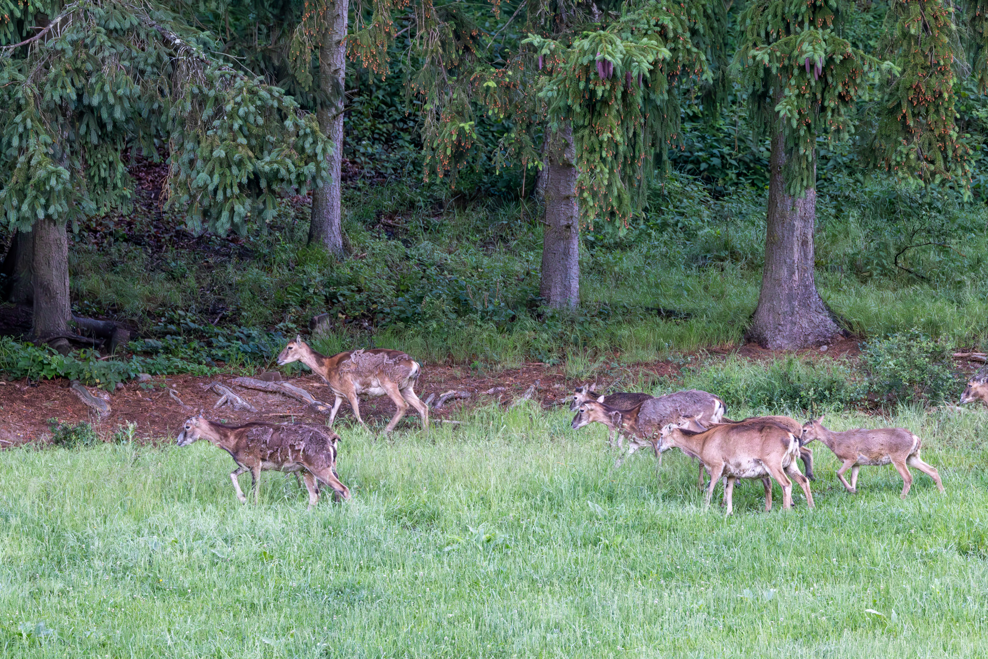 2026-06-FCa-017-Muffelwild Muffelwild