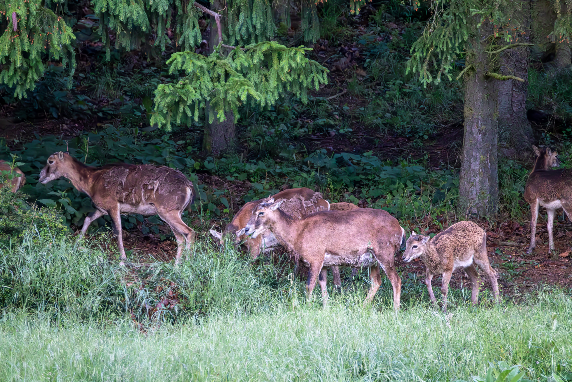 2026-06-FCa-018-Muffelwild Muffelwild
