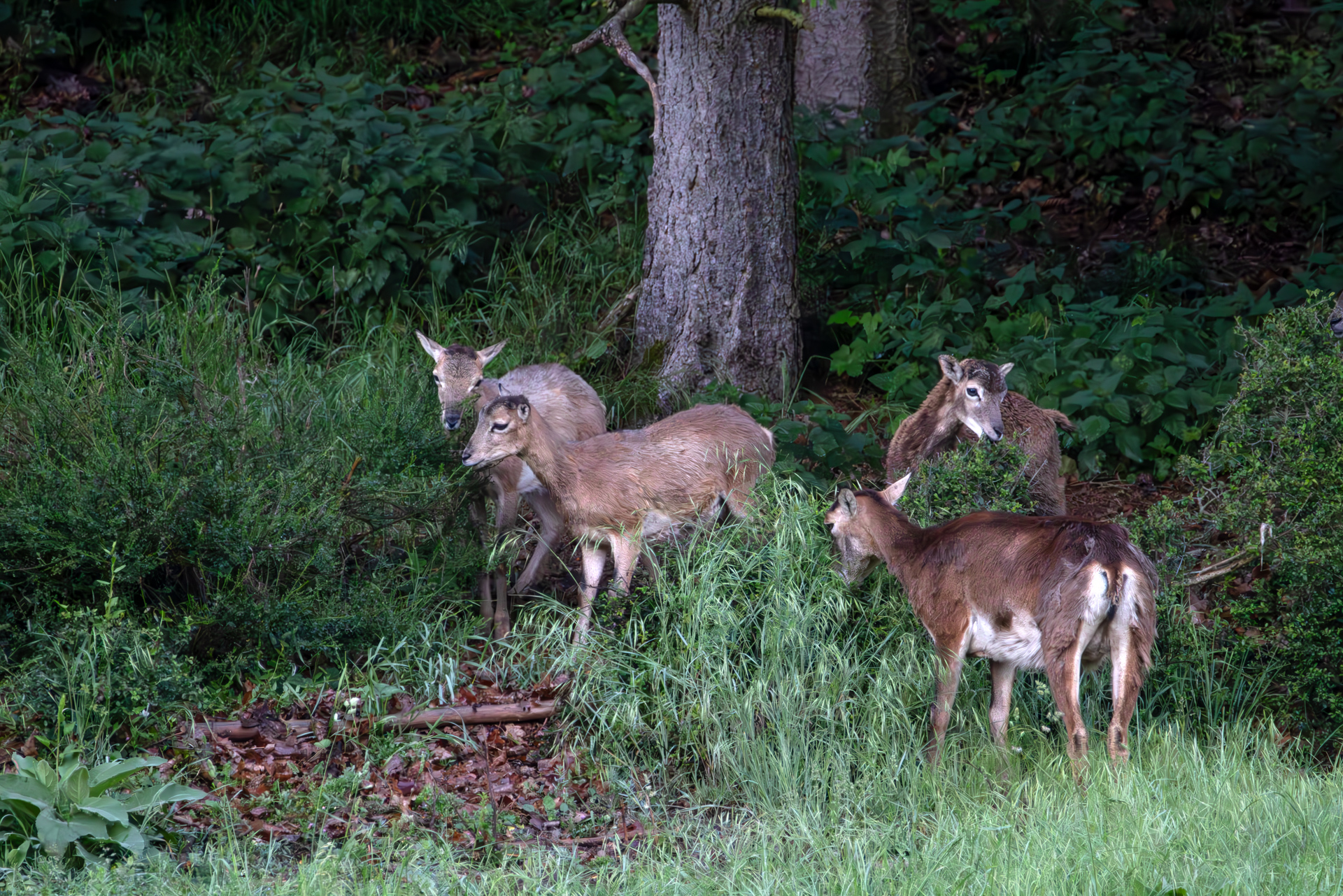 2026-06-FCa-019-Muffelwild Muffelwild