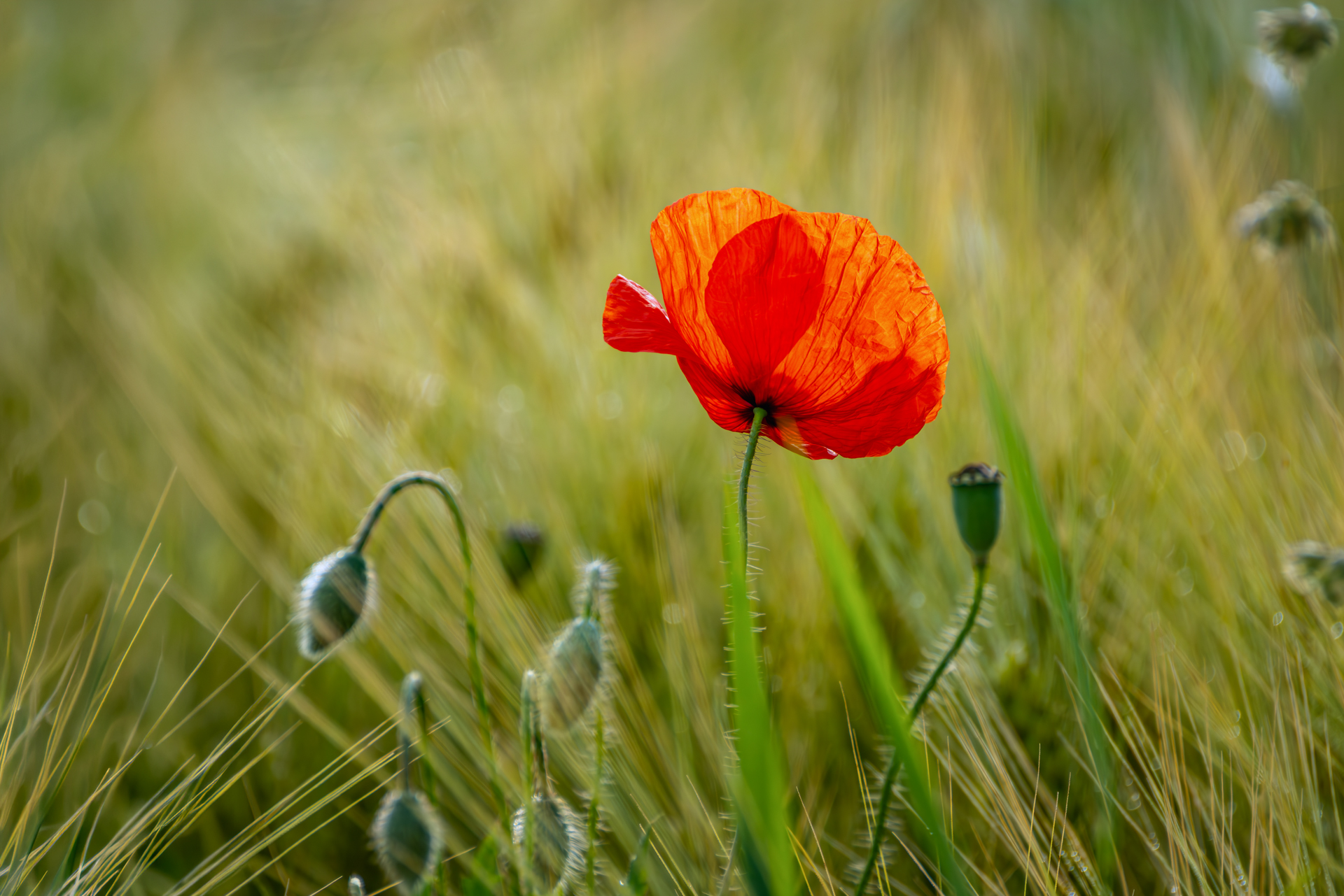 Klatschmohn