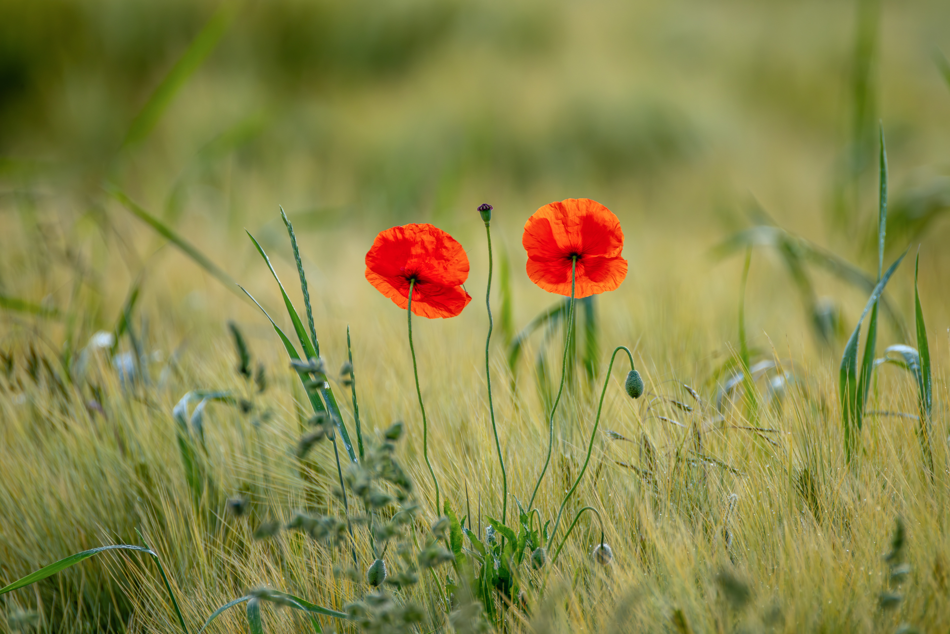 2026-06-FCa-033-Klatschmohn Klatschmohn