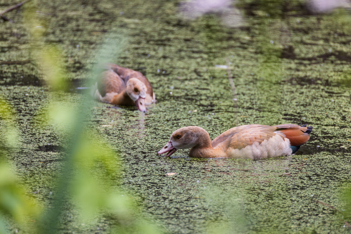 Nilg&auml;nse