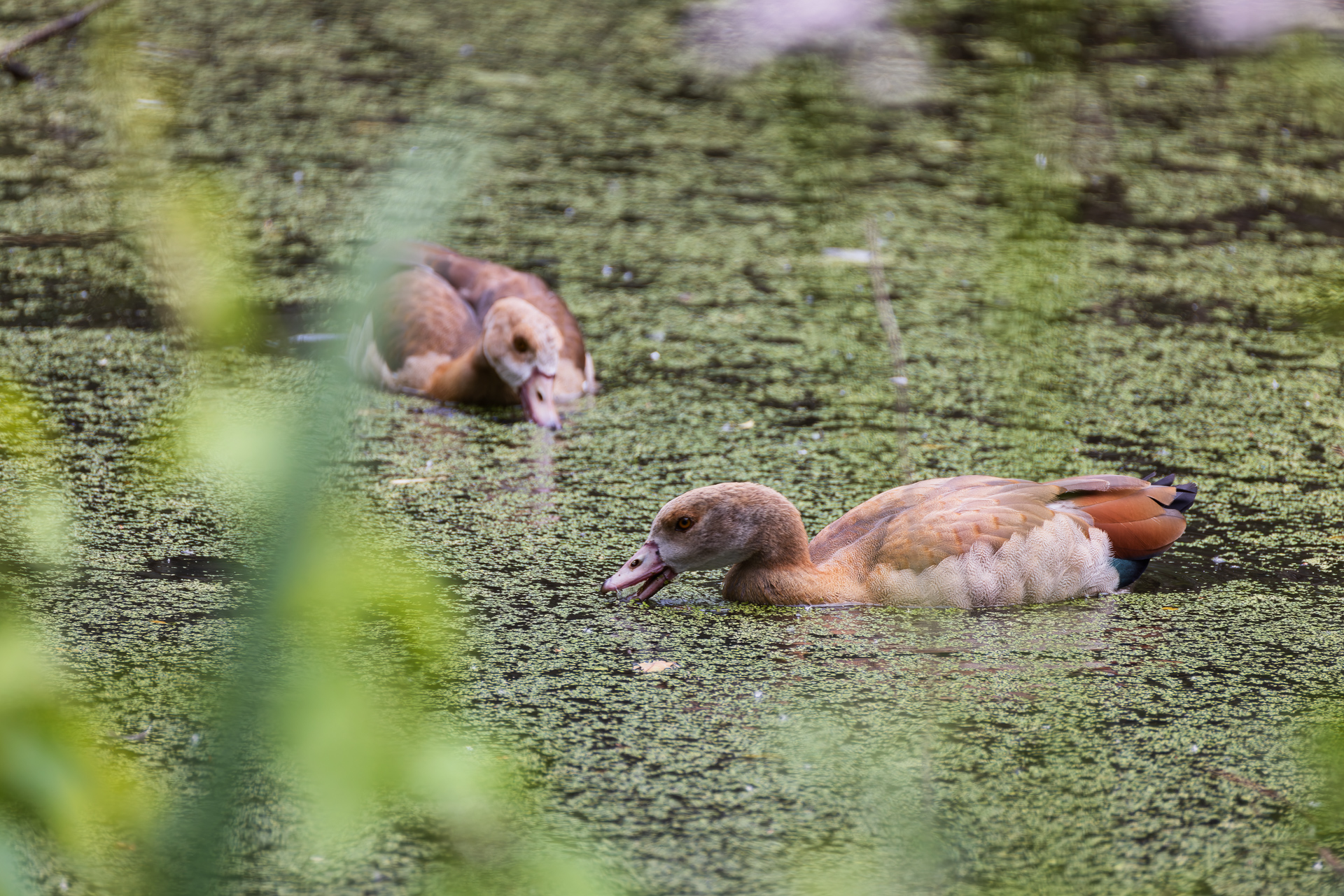 2026-06-FCa-041-Nilgaense Nilgänse