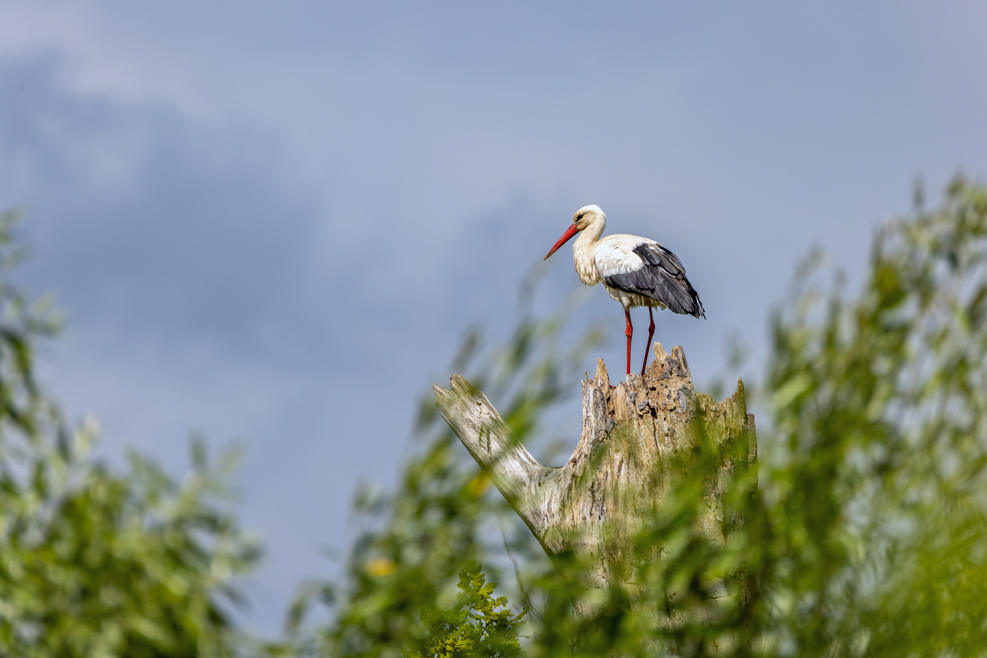 2026-06-FCa-049-Weissstorch Weißstorch