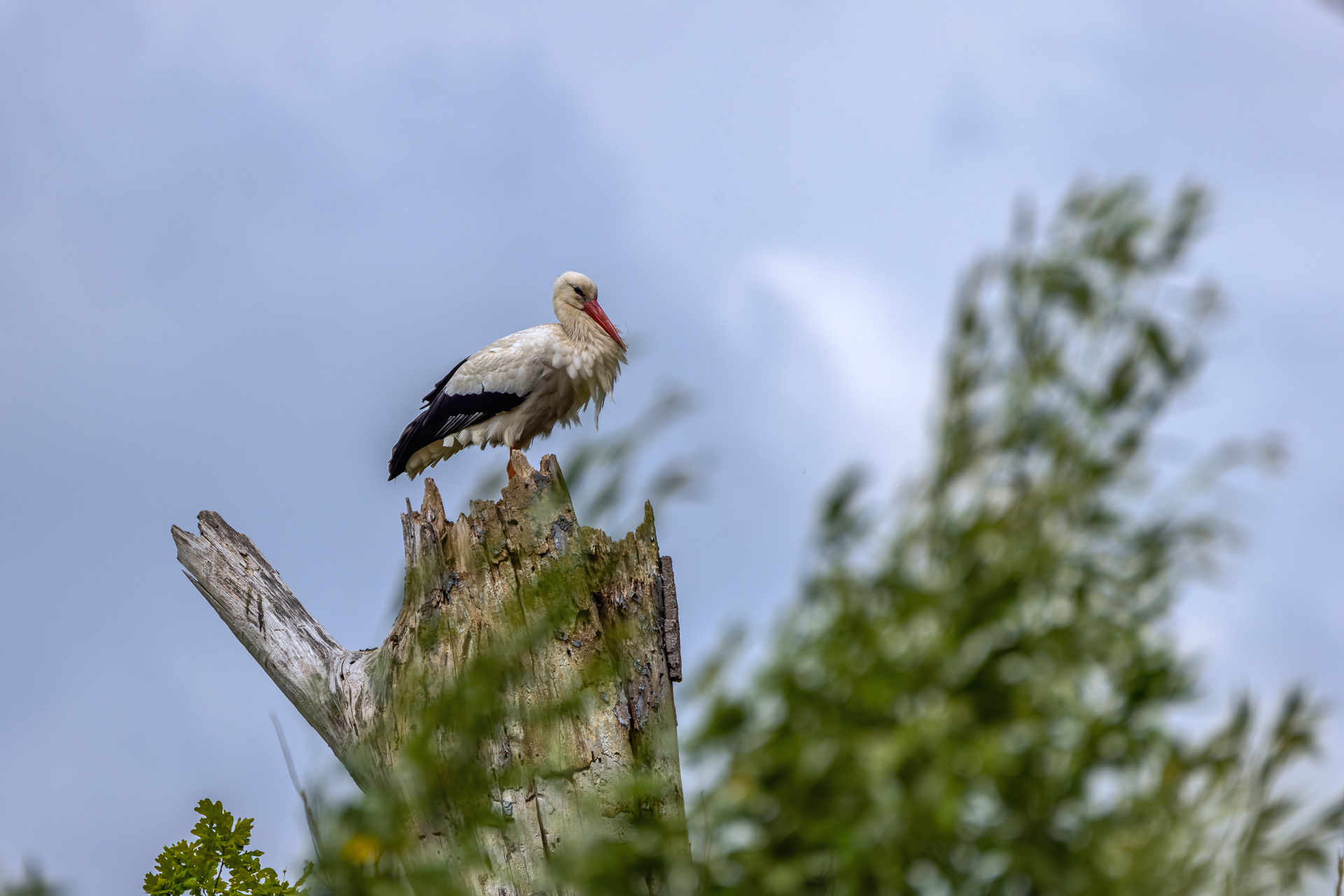 2026-06-FCa-050-Weissstorch Weißstorch
