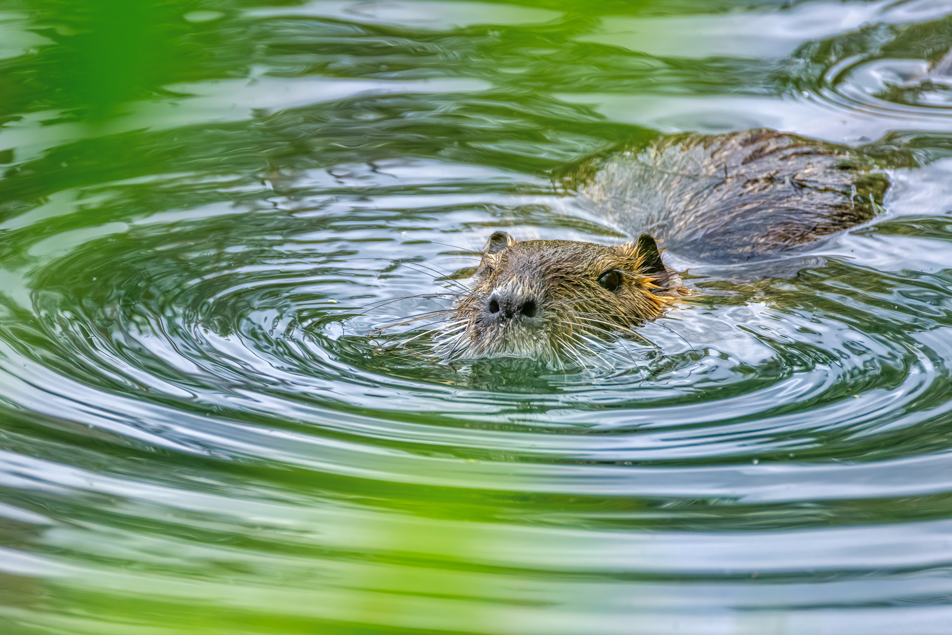 2026-06-FCa-051-Nutria Nutria