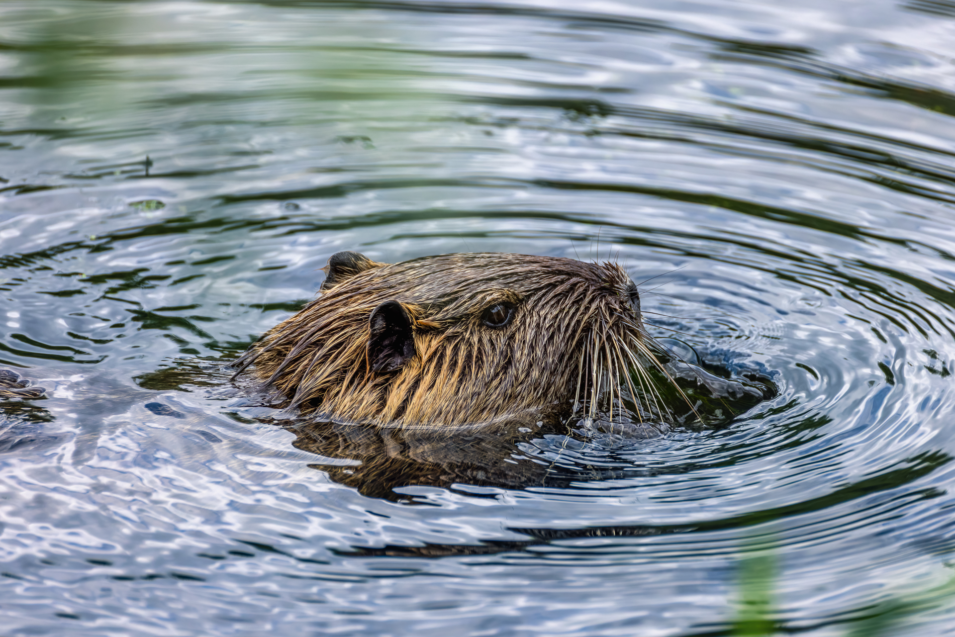 2026-06-FCa-052-Nutria Nutria
