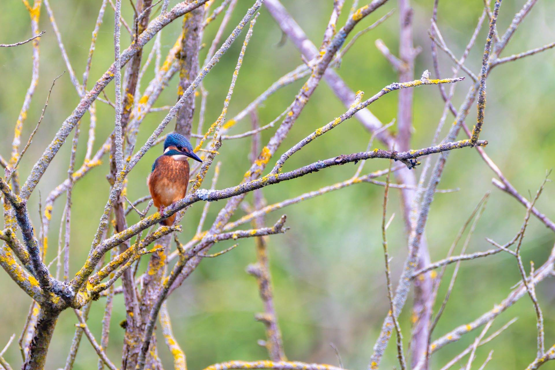 2026-06-FCa-054-Eisvogel-maennlich Eisvogel - männlich