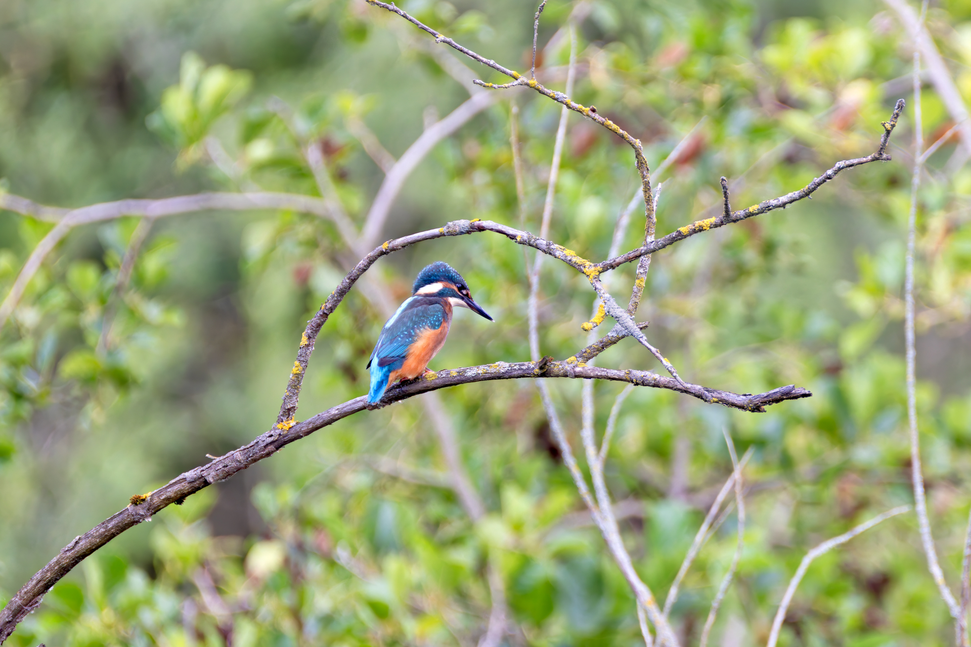 2026-06-FCa-055-Eisvogel-maennlich Eisvogel - männlich