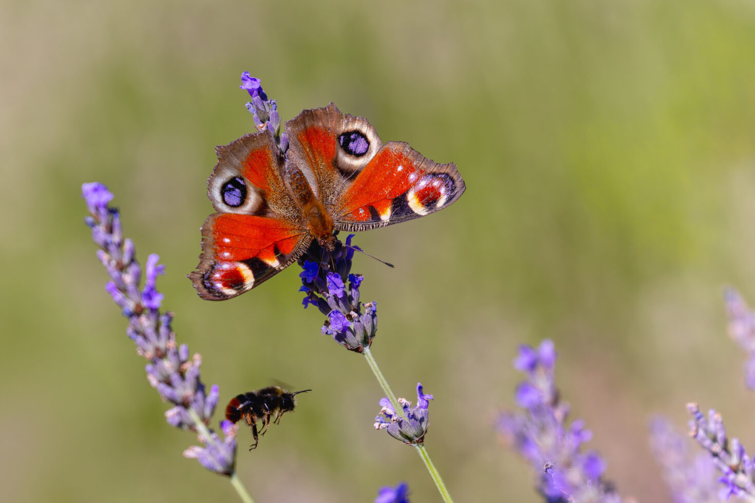 Tagpfauenauge trifft Steinhummel