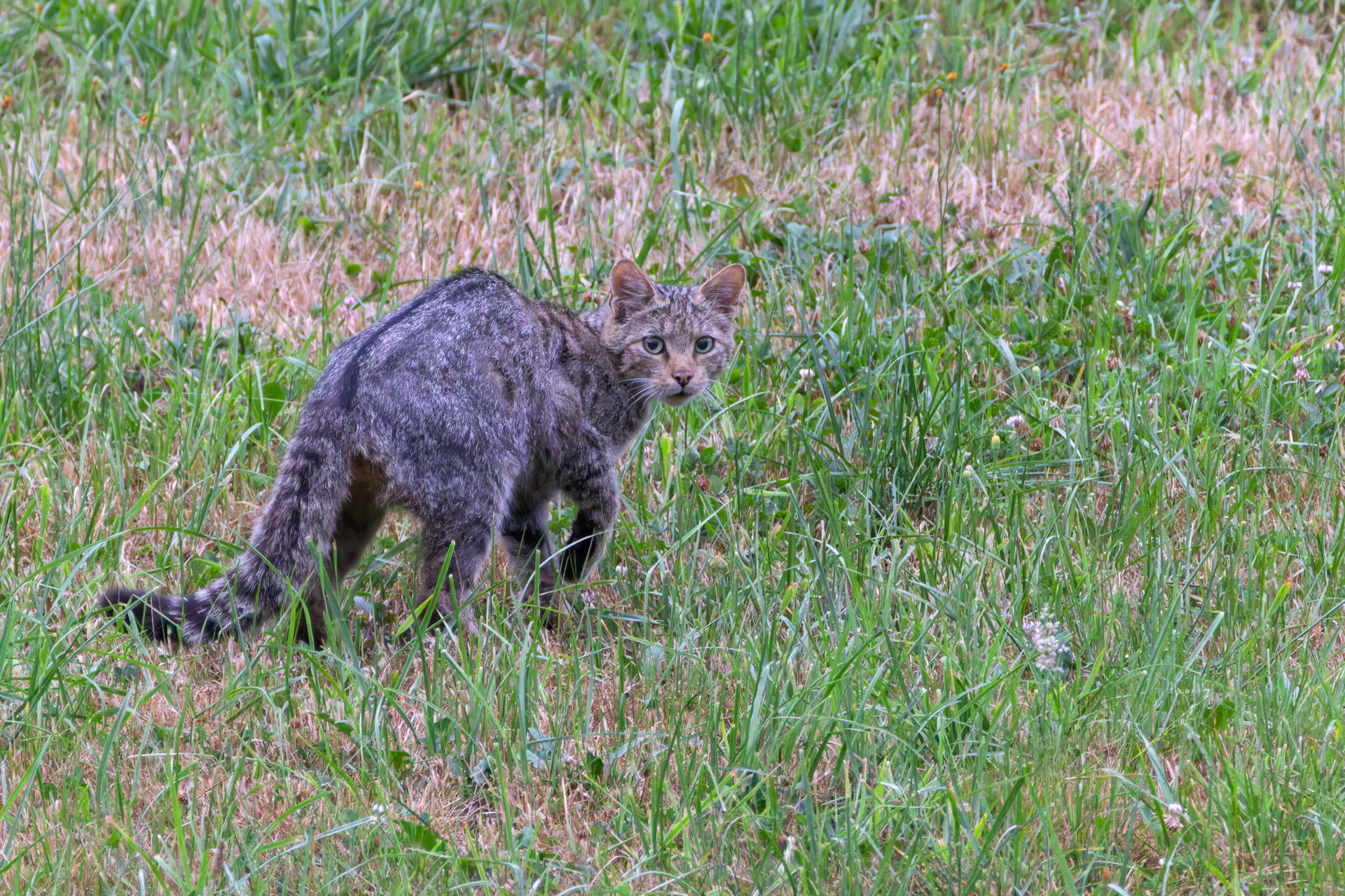 2026-07-FCa-031-Europaeische-Wildkatze Europäische Wildkatze